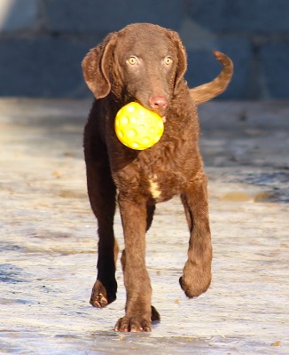 Чесапик-бей-ретривер